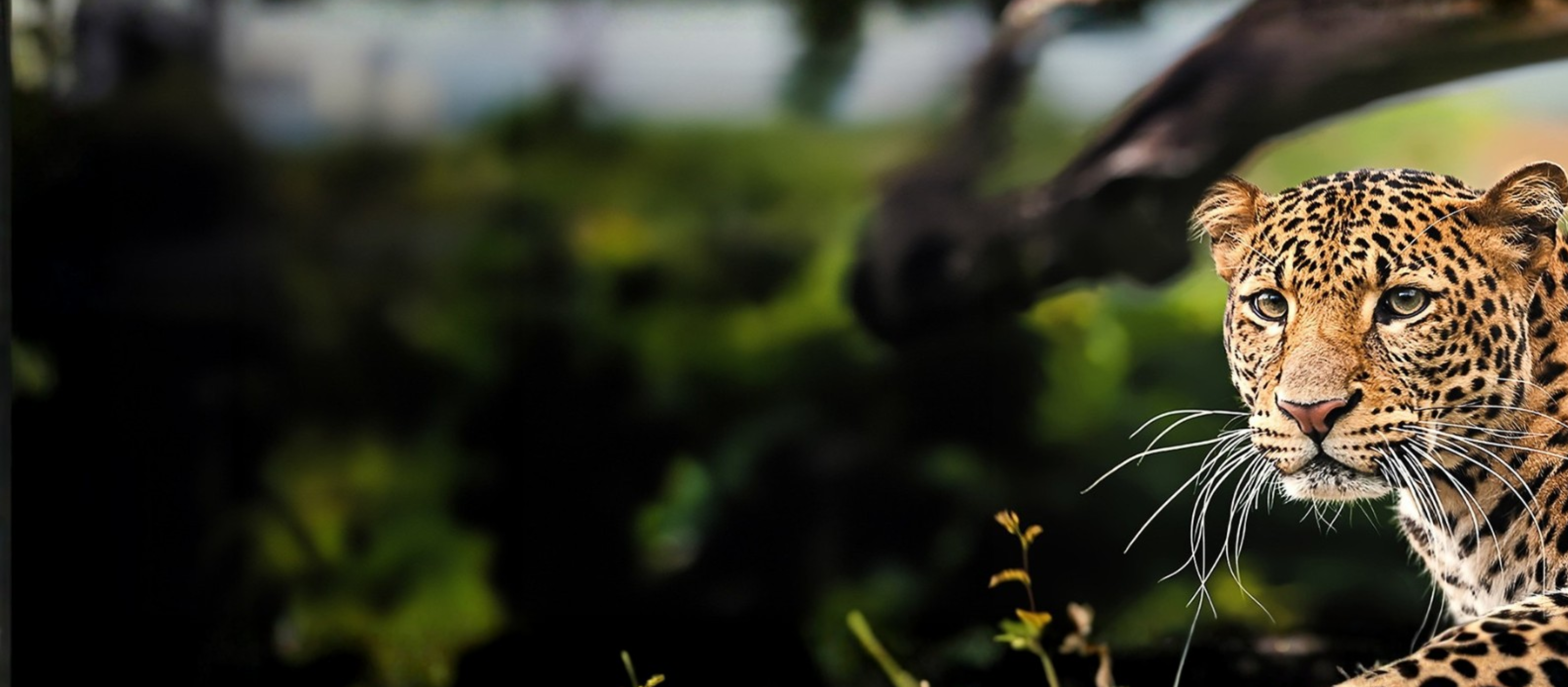 Challenge video cover image