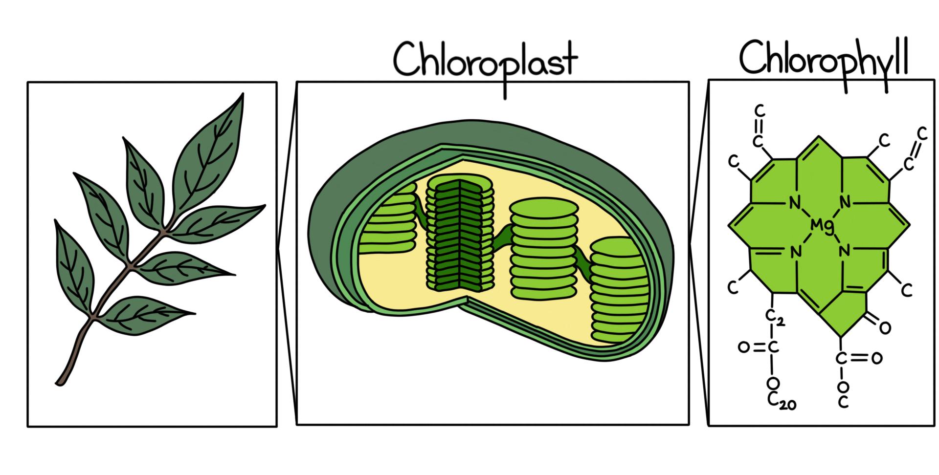 Chloroph ile